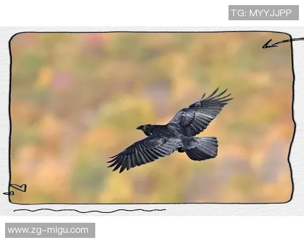 德州人勇斗乌鸦的传奇故事与生存智慧的较量